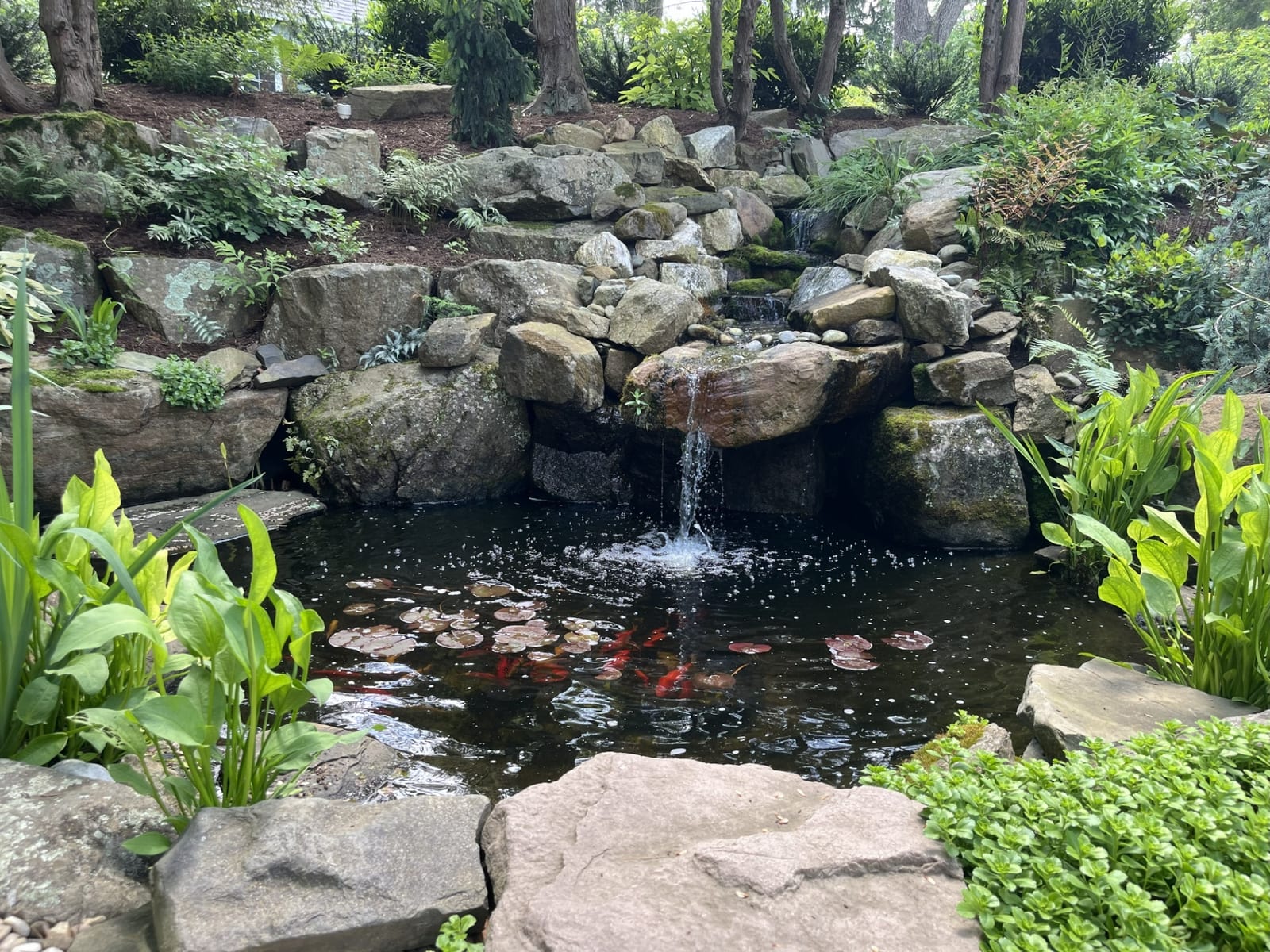 Koi & Fish Ponds
