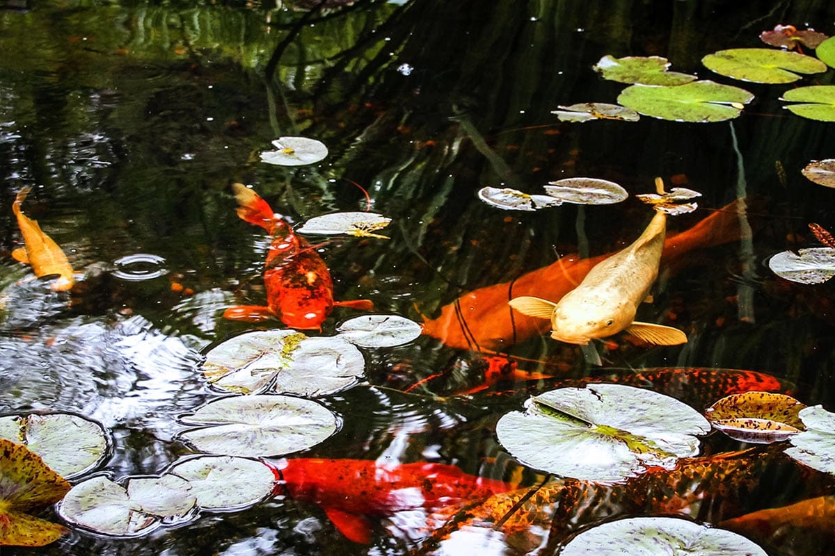 How Big Should A Koi Pond Be - How to Set up a Koi Pond: The Ultimate