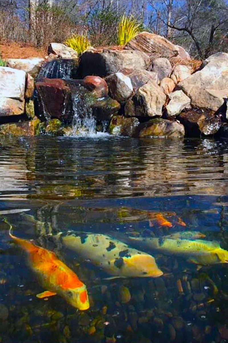 Pond Predators How to win the battle Pond & Water Feature Experts in