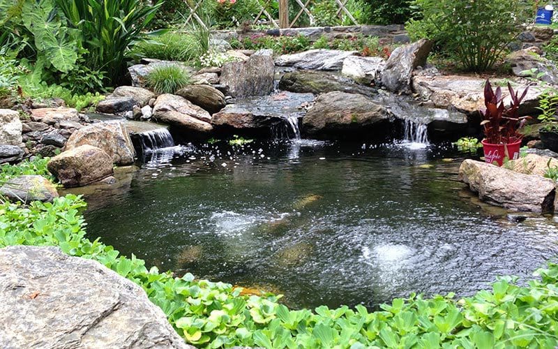 Koi Pond Myths | Tips for a Healthy Water Garden and Koi Fish