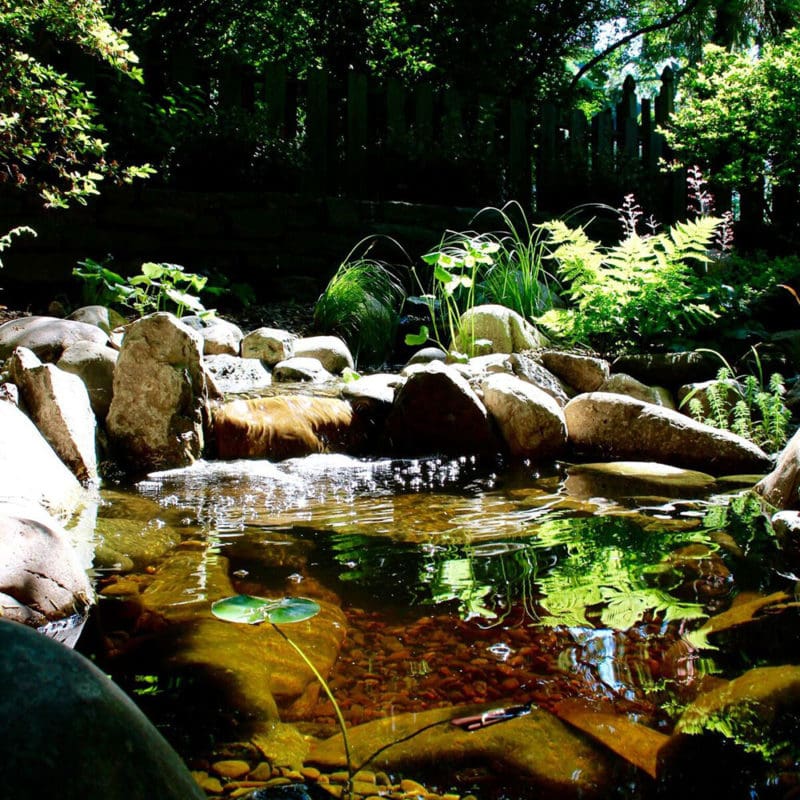 6 Steps to Clean Pond Water AquaReale Koi Pond Installation