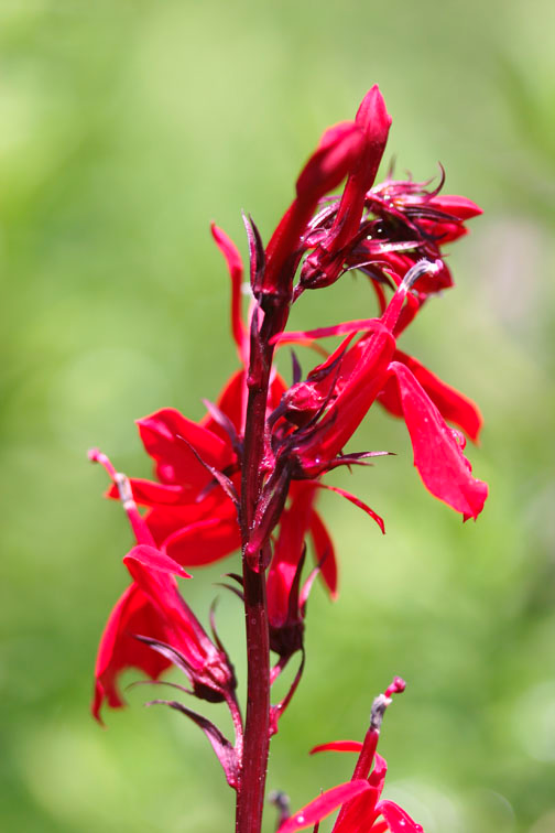 Red Cardinal Water Garden Plant